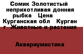 Сомик Золотистый- неприхотливая донная рыбка › Цена ­ 40 - Курганская обл., Курган г. Животные и растения » Аквариумистика   . Курганская обл.,Курган г.